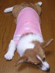 Resize of PICT0872a_thumb.jpg